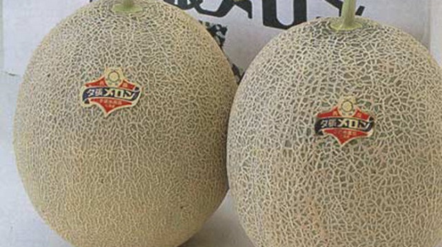 dưa yubari du lịch vòng quanh nhật bản